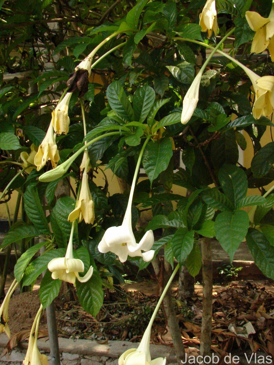Euclinia longiflora Salisb.